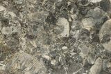 Jurassic Ammonite (Kosmoceras) Cluster - England #207748-4